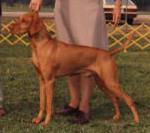 Valhis Stick To Your Guns