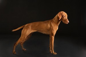 Lali Portrait by Pam