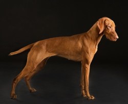 GCH Artisan's Pink Lollapalooza