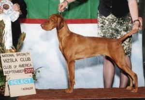 GCH_Artisan_s_Pink_Lollapalooza_Lali_cropped-451x311