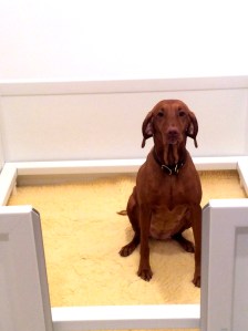 Lali inspecting the whelping box