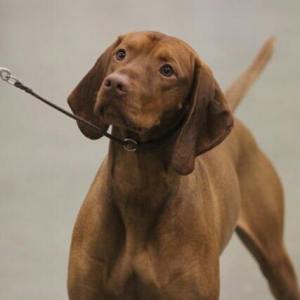 11665657_937004589699083_7847091130866537930_n