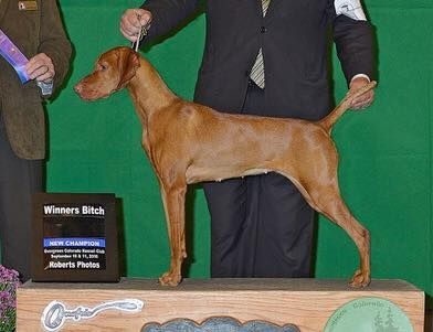 Bella Vista Show Photo