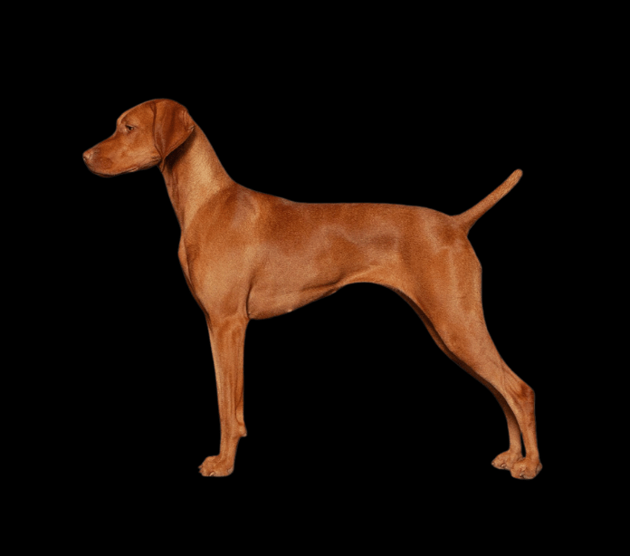 BIS MBISS GCHG Sincerus Magnificent Obsession of LaTierra “Maggie”